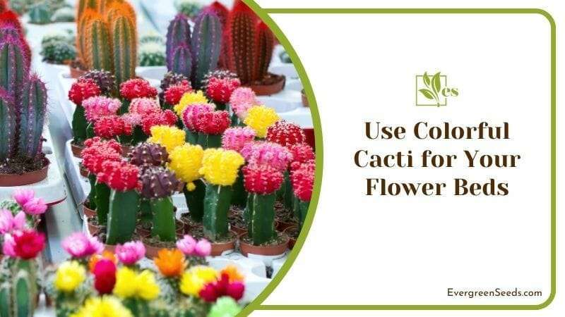 Use Colorful Cacti for Your Flower Beds