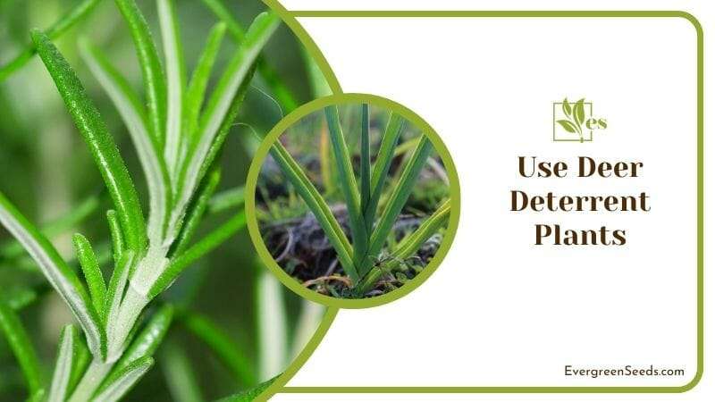 Use Deer Deterrent Plants