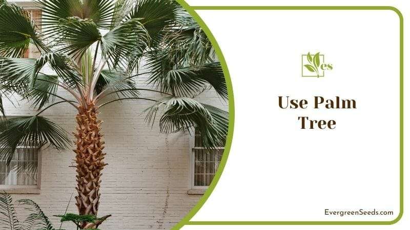 Use Palm Tree