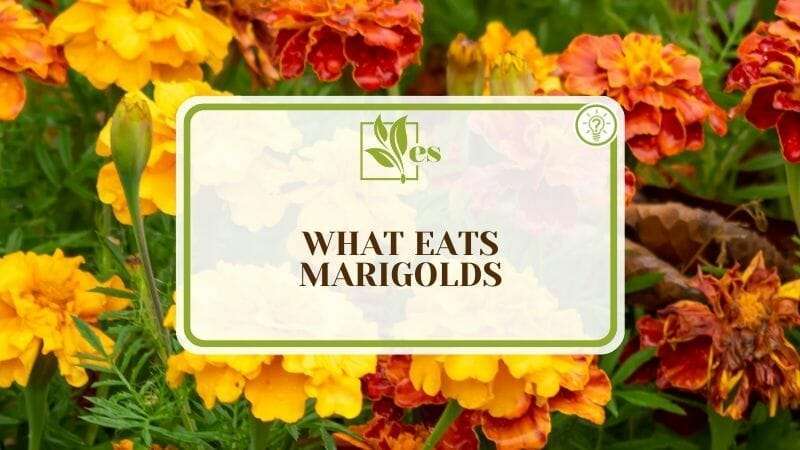 What Eats Marigolds