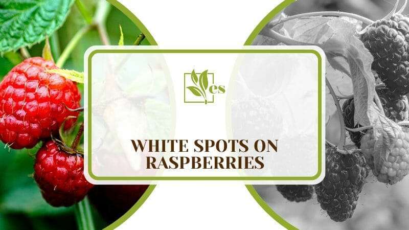 White Spots on Raspberries