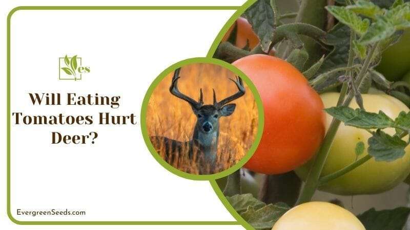 Will Eating Tomatoes Hurt Deer