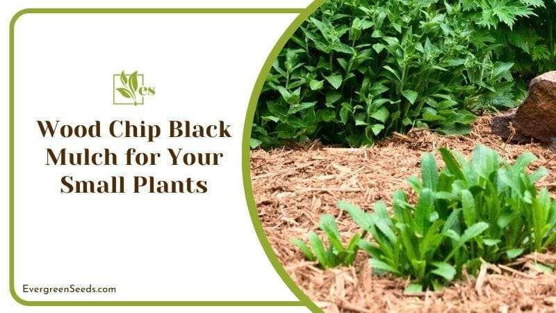Wood Chip Black Mulch for Your Small Plants