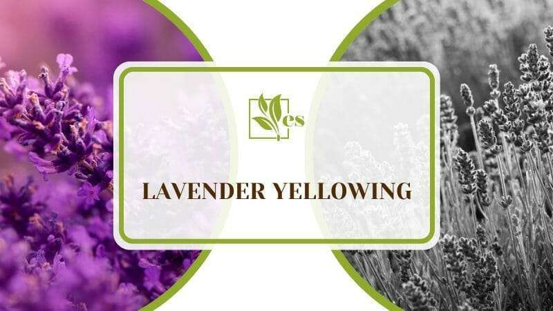 lavender Plant
