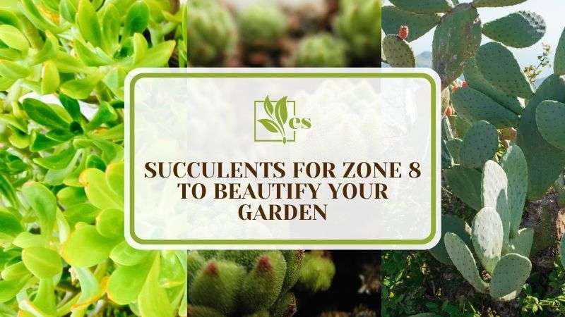 10 Succulents for Zone 8 To Beautify Your Garden
