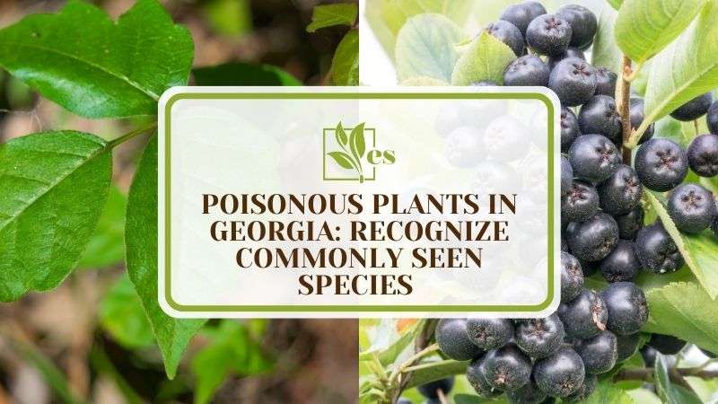 13 Poisonous Plants in Georgia Recognize Commonly Seen Species