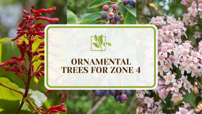 7 Ornamental Trees For Zone 4