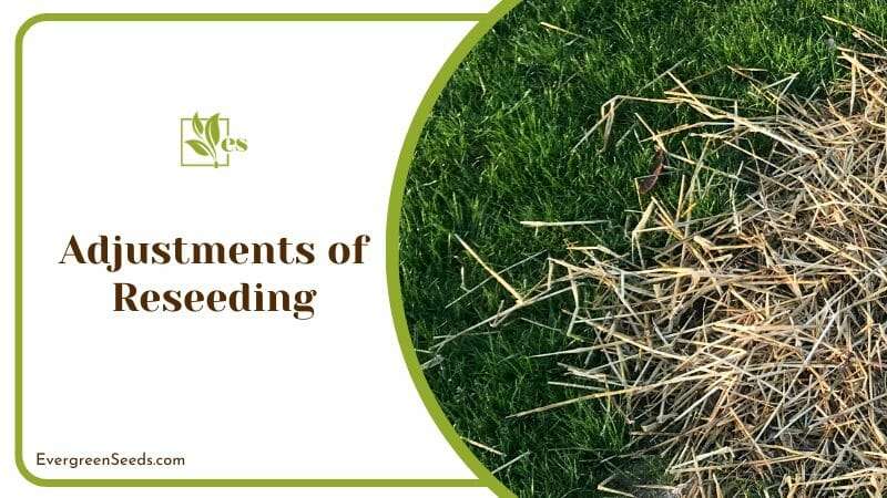 Adjustments Reseeding of Sod Grass