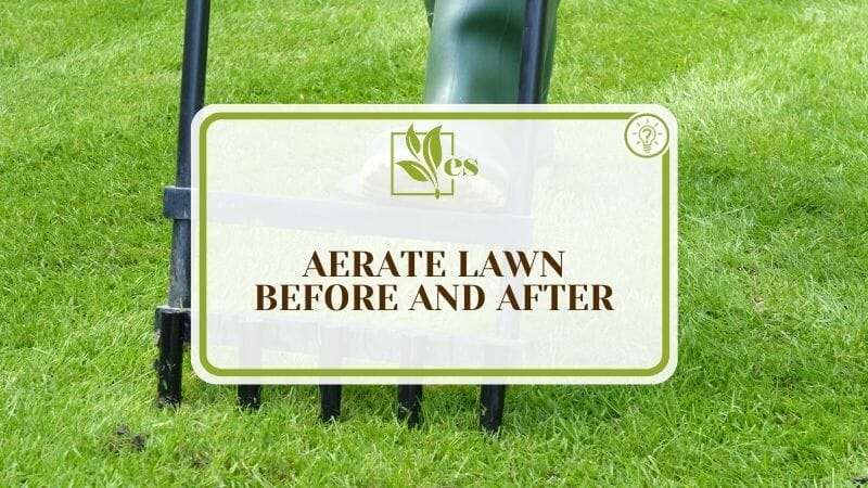 Aerate Lawn Before And After