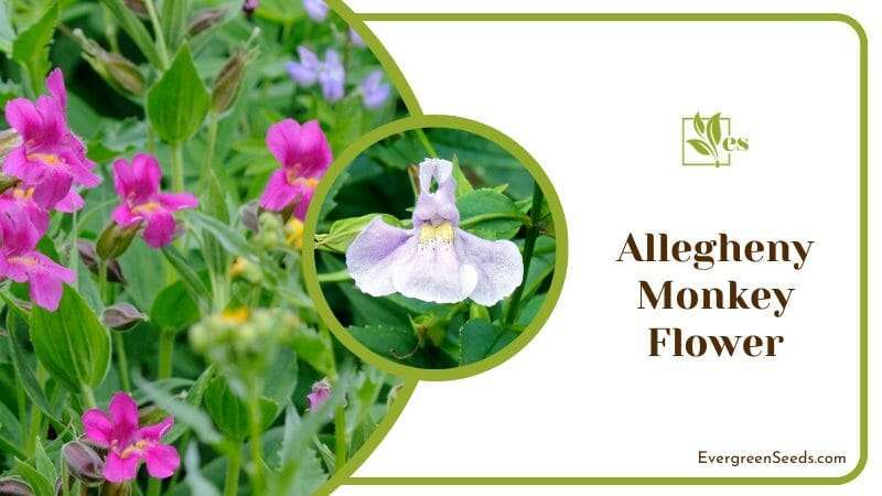 Allegheny Monkey Flowers Blossoms