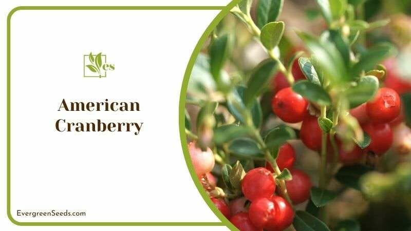 American Cranberry or Redwig