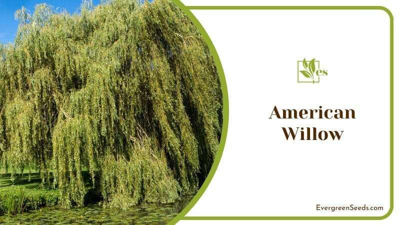 American Willow