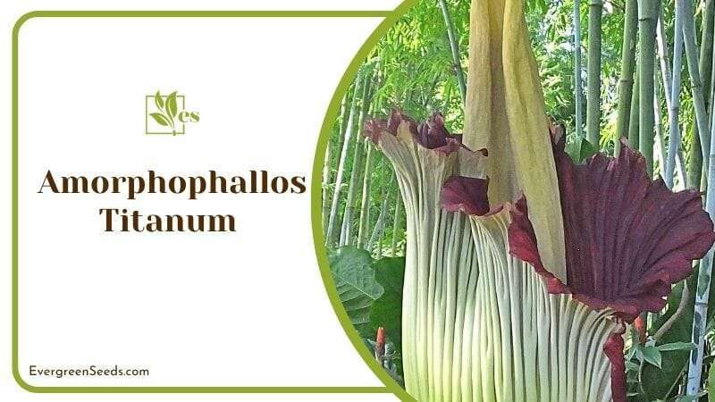Amorphophallos Titanum