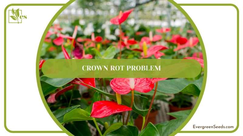 Anthurium Ovatifolium Crown Rot