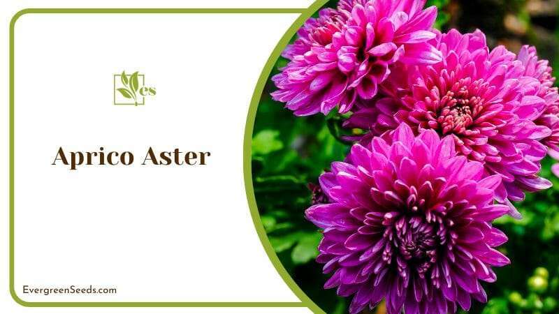 Aprico Aster A Story of Sun and Secrets