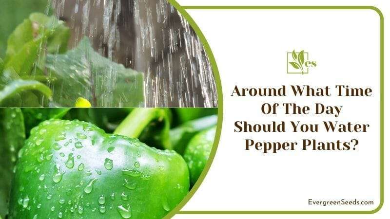 Around What Time of the Day Should You Water Pepper Plants