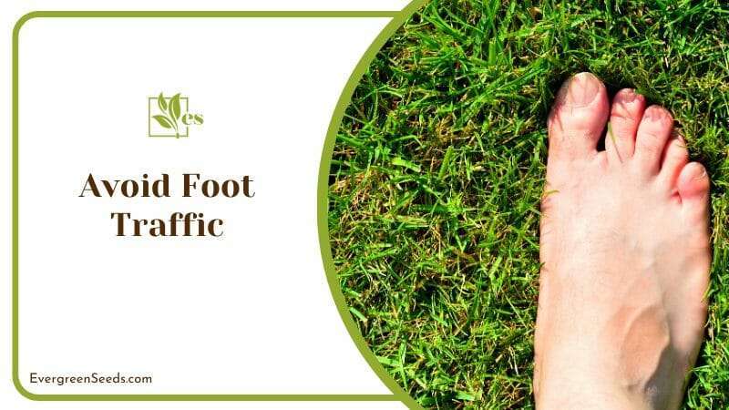 Avoid Foot Traffic on Lawn Grass