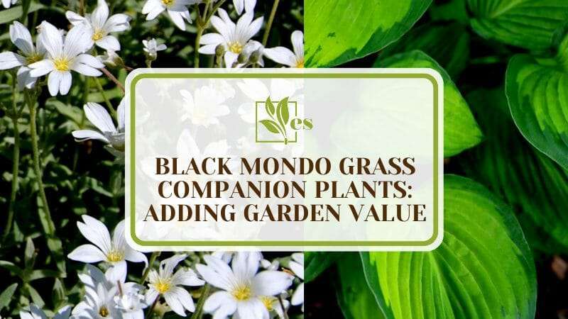 Black Mondo Grass and its Perfect Pairings