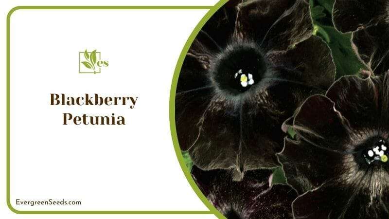 Blackberry Petunia