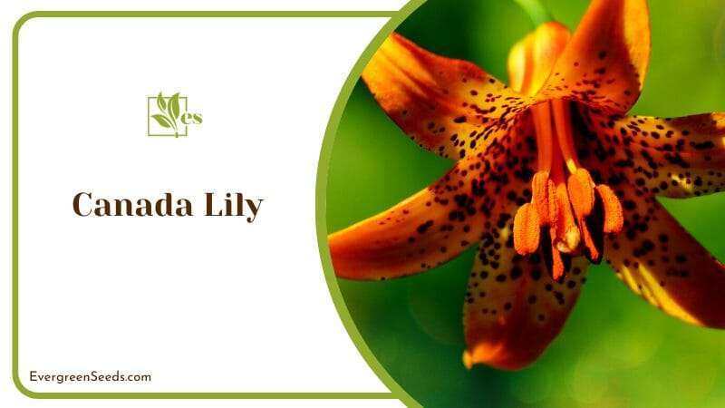 Blooming Canada Lily in Green Field