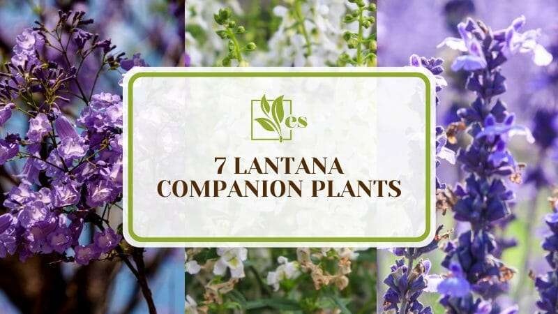 Blooming Lantana Companion Plants