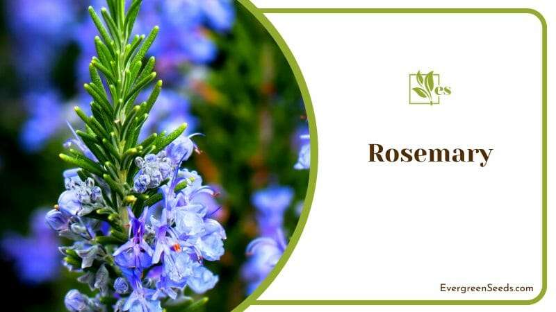 Blue Flowers of Rosemary