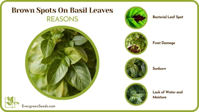 Brown Spots On Basil Leaves Reasons