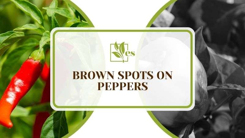 Brown Spots on Peppers