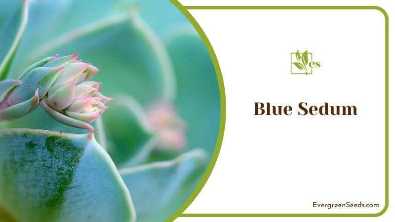 Buds of Blue Sedum