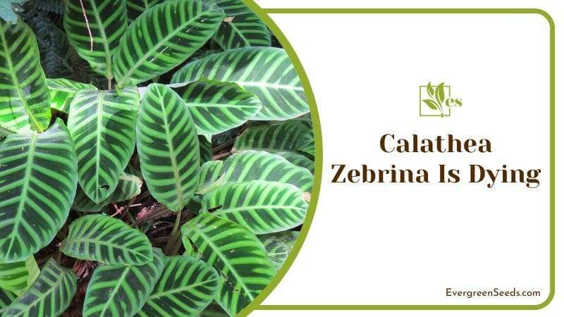 Calathea zebrina colorful leaves