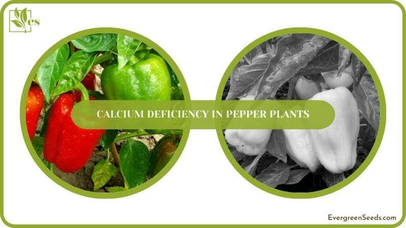 Calcium Deficiency in Pepper Plants Symptoms