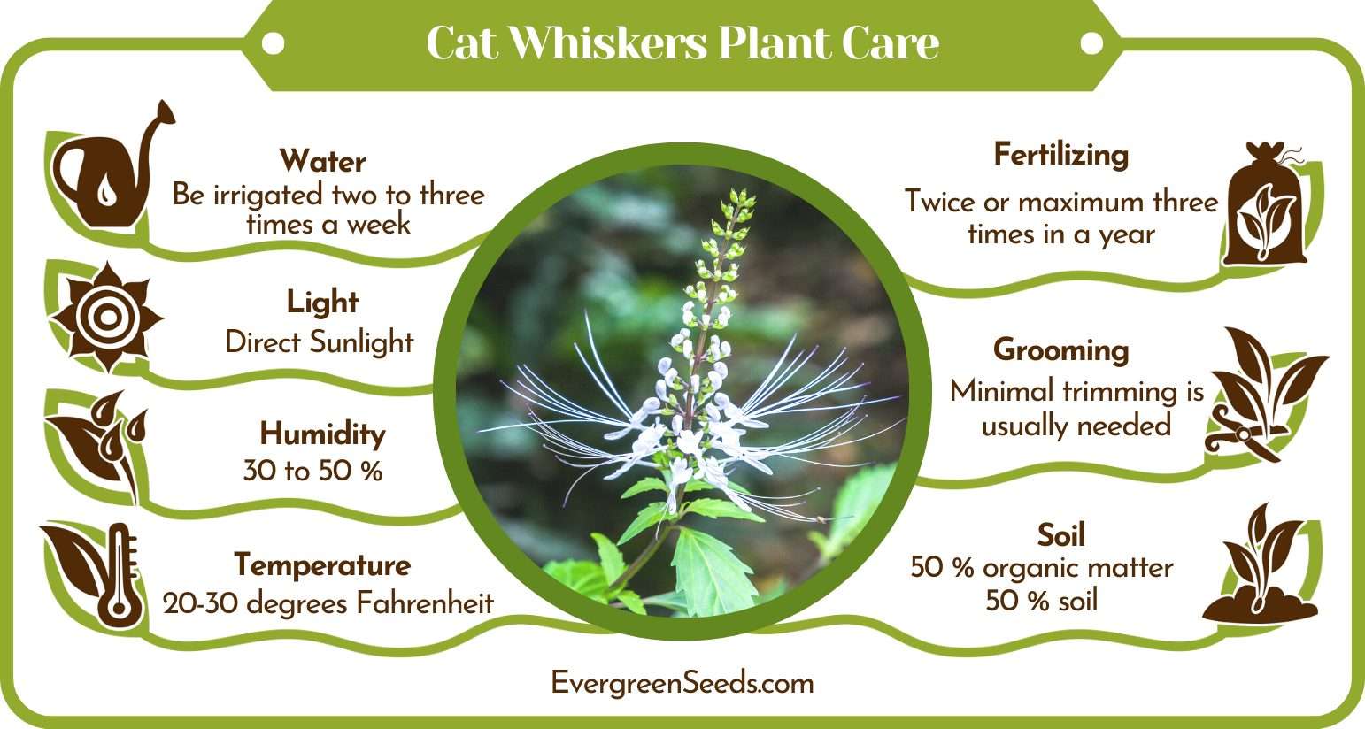 Cat Whiskers Plant Care
