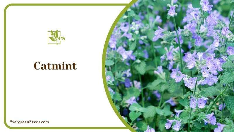 Catmint Blossoms in Garden