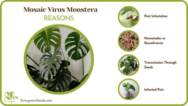Causes of Mosaic Virus Monstera