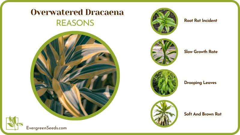 Causes of Overwatered Dracaena