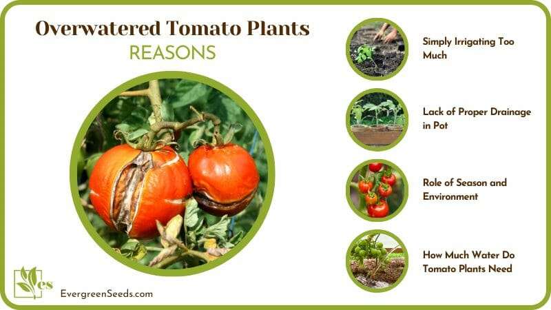 Causes of Overwatered Tomato Plants