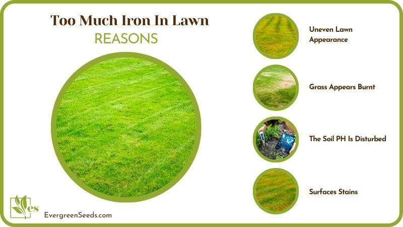Causes of Too Much Iron In Lawn