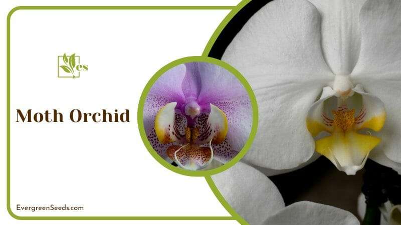 Close View of Moth Orchid Flower