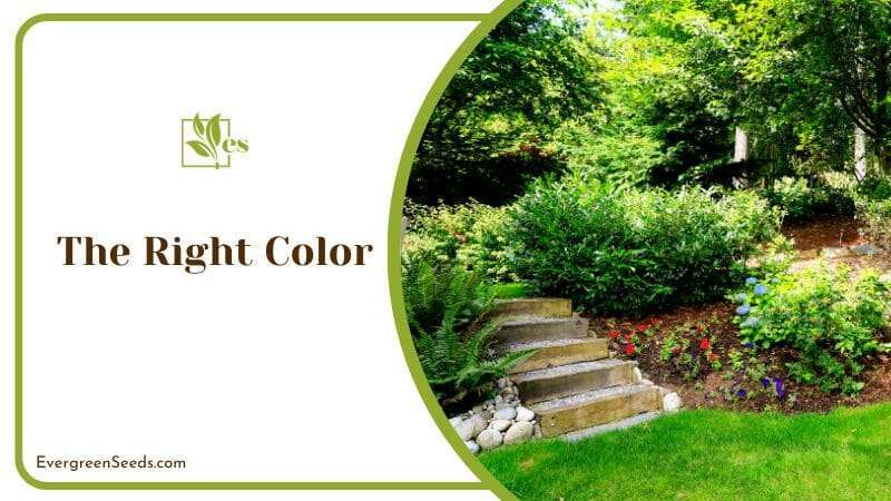 Colorful Backyard Landscape