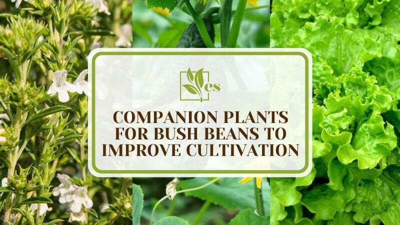 Companion Plants for Enhancing Bush Bean Cultivation