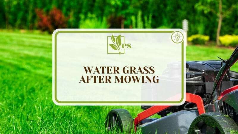 Complete Guide of Water Grass After Mowing