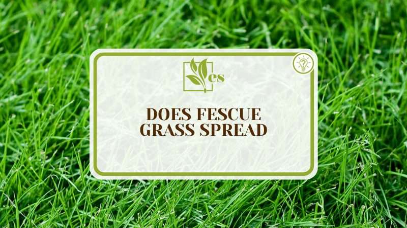 Cool Ways to Promote Fescue Grass Spread