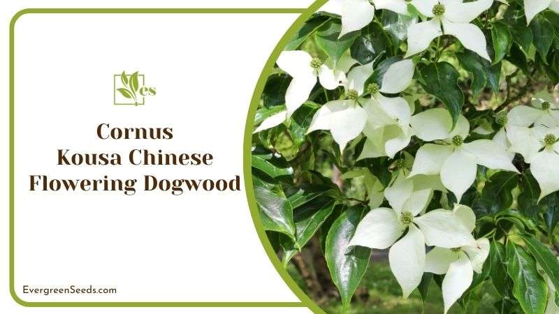 Cornus Kousa Chinese Flowering Dogwood