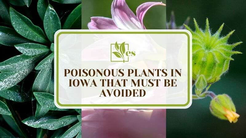 Dangerous and Poisonous Plants in Iowa