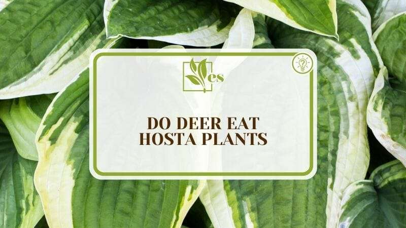 Do Deer Eat Hosta Plants