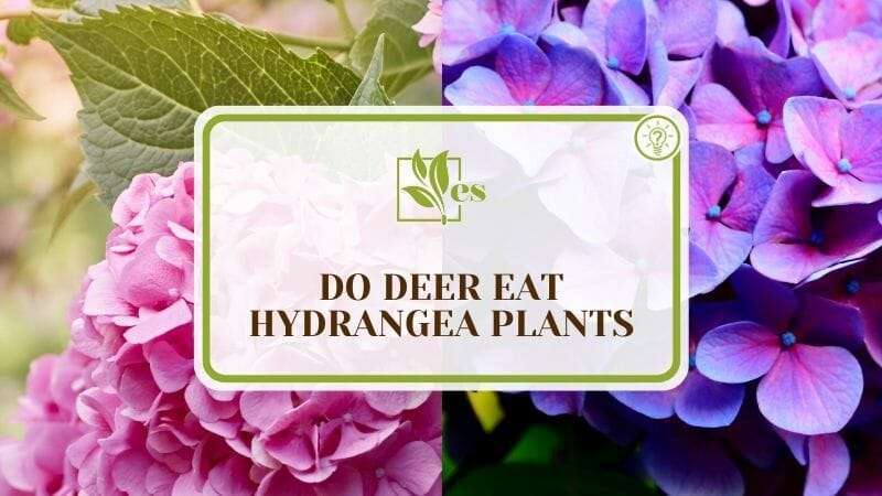 Do Deer Eat Hydrangea Plants