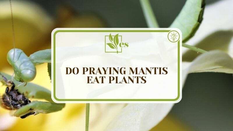 Do Praying Mantis Eat Plants