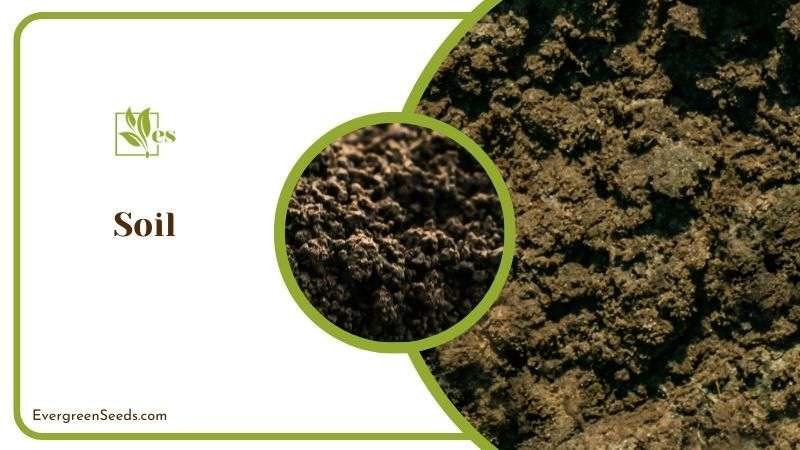 Draining Soil for Hoya Linearis