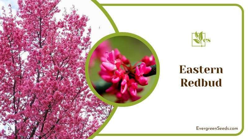 Eastern Redbud Tree Blossoms