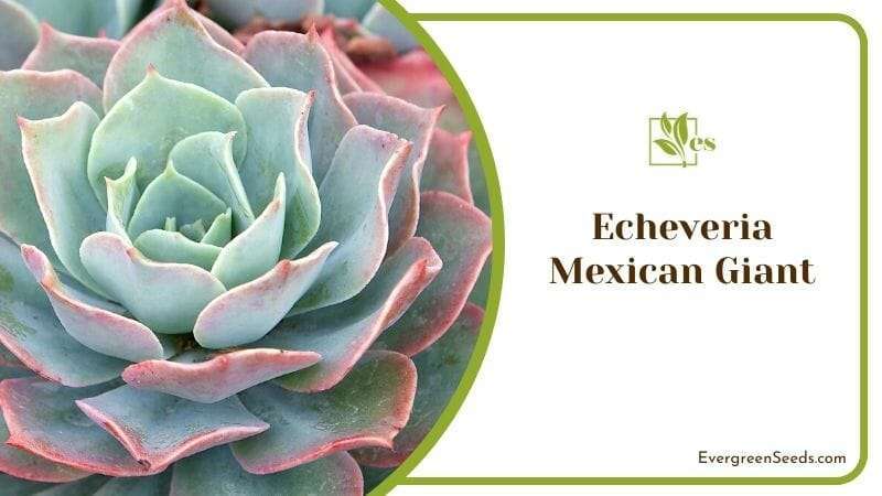 Echeveria Mexican Giant